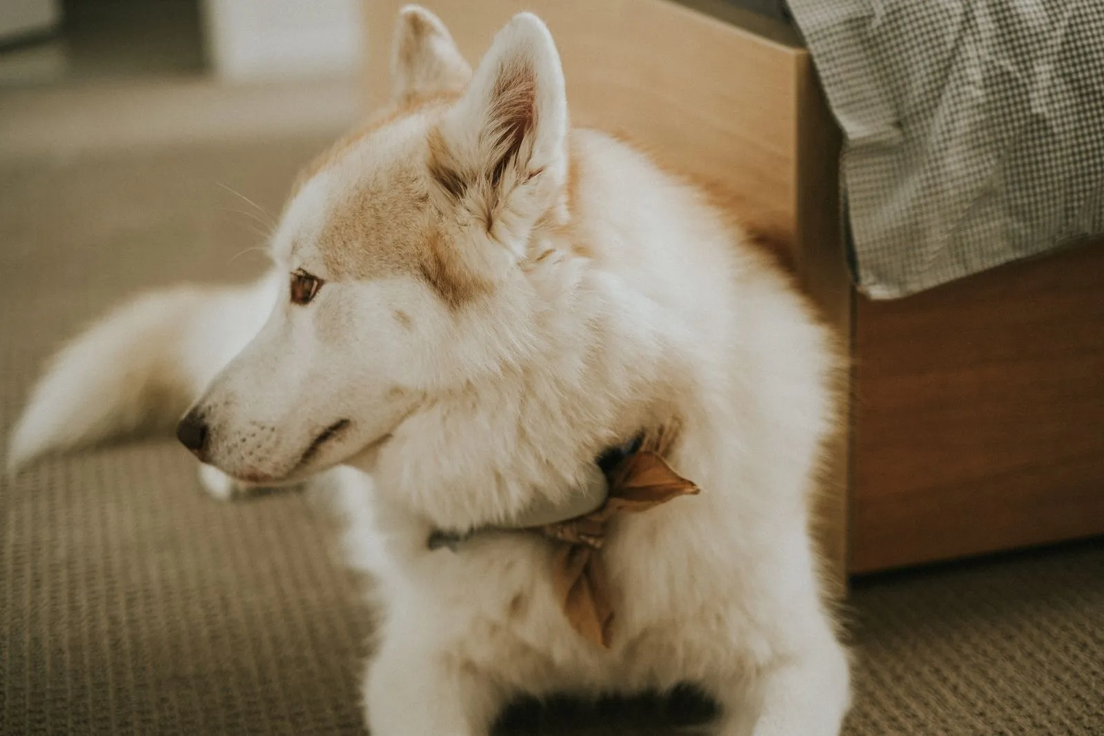 A Siberian Husky with a bandana lying indoors, showcasing calm and tranquility.